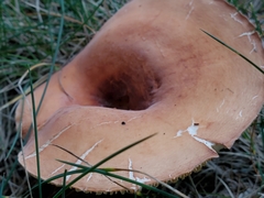 Lactifluus hygrophoroides
