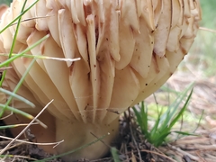 Lactifluus hygrophoroides