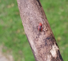 Tropidosteptes cardinalis