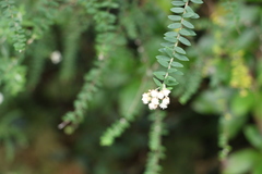 Ozothamnus rufescens