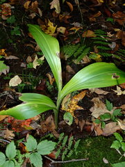 Platanthera grandiflora