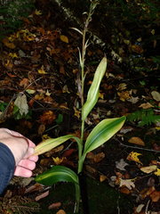 Platanthera grandiflora