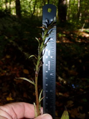 Platanthera grandiflora