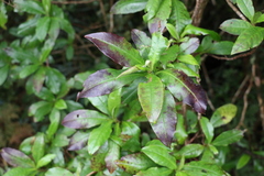 Ozothamnus rufescens