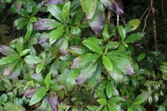 Ozothamnus rufescens