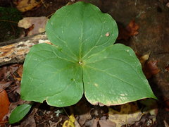 Trillium erectum