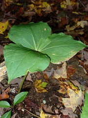 Trillium erectum