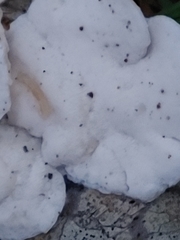 Media resource of Tyromyces chioneus