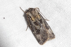 Agrotis vestigialis