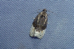Apotomis betuletana