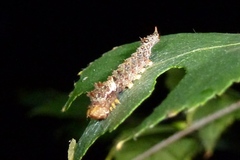 Falcaria lacertinaria