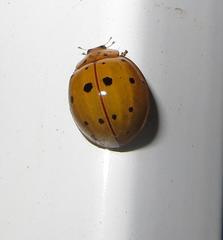Harmonia vigintiduomaculata