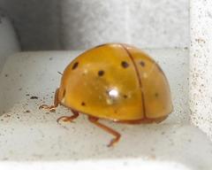 Harmonia vigintiduomaculata