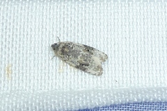 Celypha woodiana