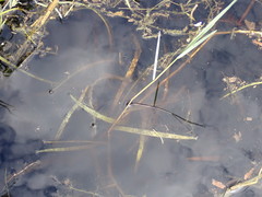 Sagittaria subulata