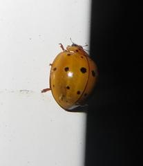 Harmonia vigintiduomaculata