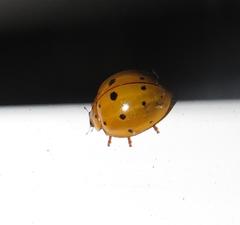 Harmonia vigintiduomaculata