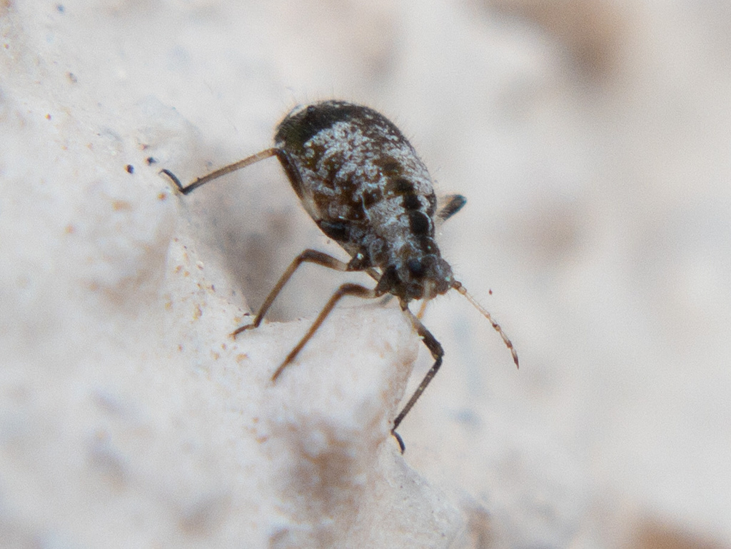 Cypress Aphid