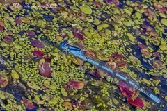 Enallagma doubledayi