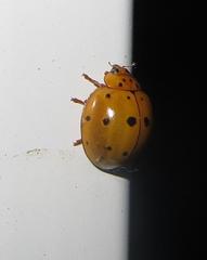 Harmonia vigintiduomaculata