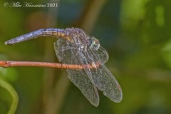 Pachydiplax longipennis