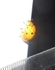 Harmonia vigintiduomaculata