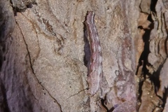 Gymnoscelis rufifasciata