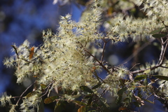Melaleuca nervosa