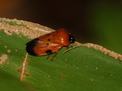 Cosmoscarta miniata