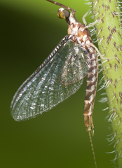 Hexagenia bilineata