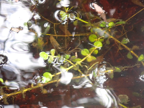 Bacopa repens image