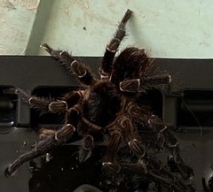 Cyrtopholis portoricae