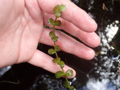 Bacopa image