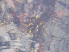 Micranthemum glomeratum