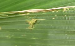 Asemoneinae