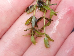 Micranthemum glomeratum