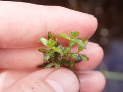 Micranthemum glomeratum