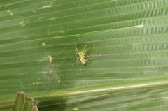 Asemoneinae