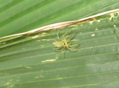 Asemoneinae