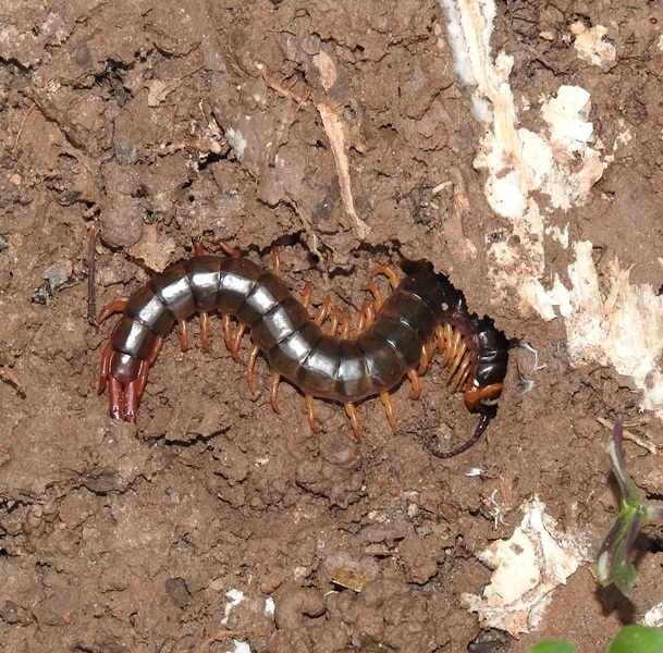 Scolopendra hermosa
