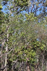 Verticordia cunninghamii