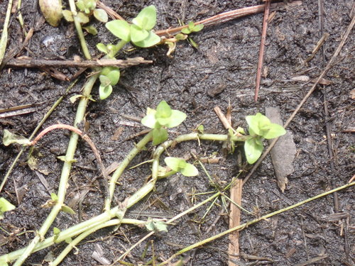 Bacopa repens image