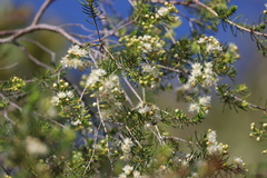Verticordia cunninghamii