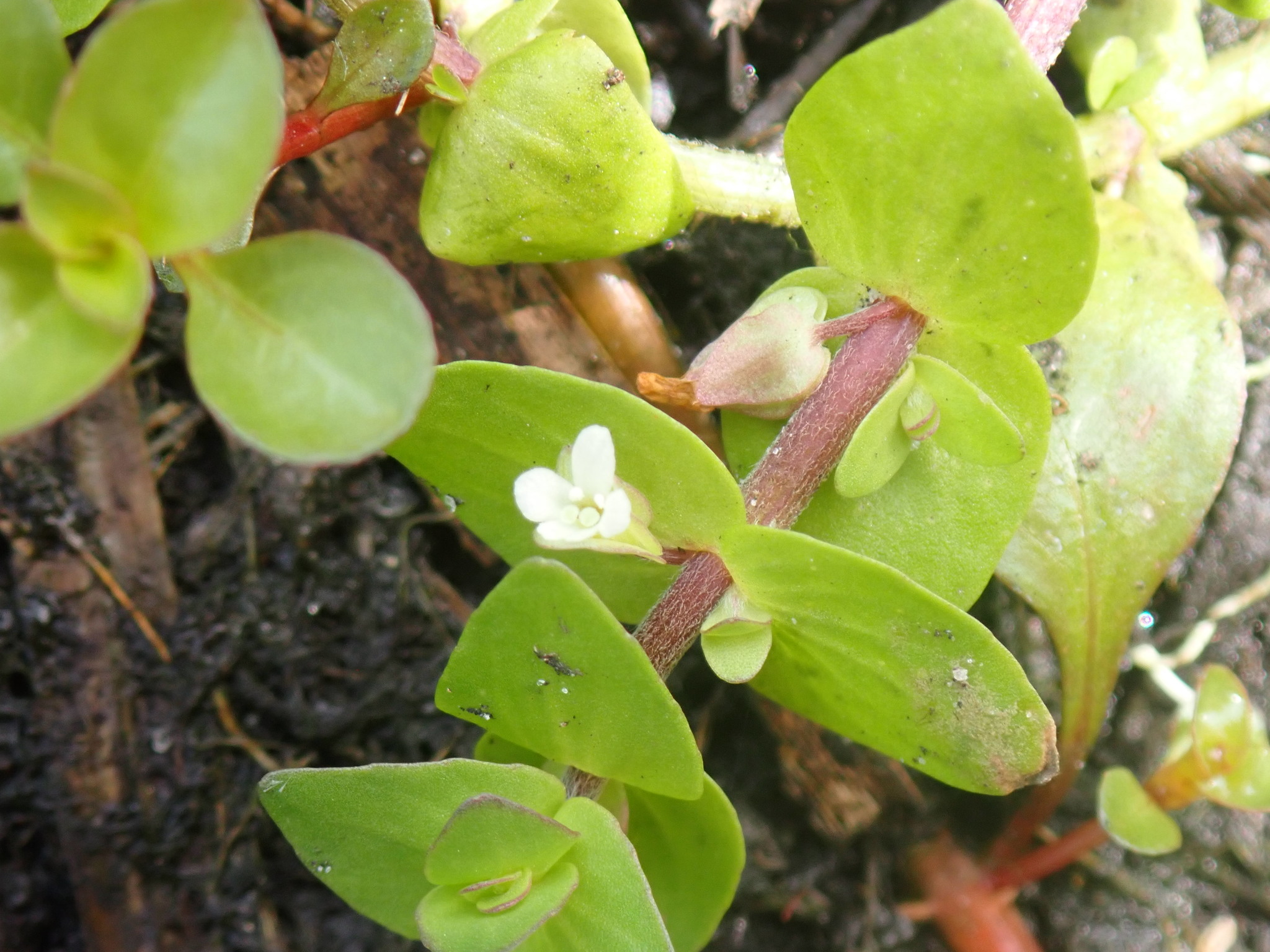 Bacopa innominata