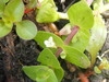 Bacopa innominata - Photo (c) Sean Patton, some rights reserved (CC BY-NC), uploaded by Sean Patton