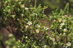 Diosma ramosissima