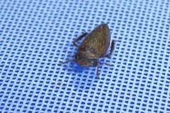 Aphrodini