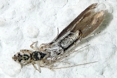Salticus zebraneus