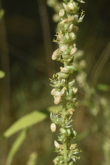 Amaranthus rudis