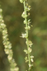 Amaranthus rudis